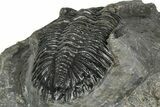 Detailed Hollardops Trilobite Fossil - Ofaten, Morocco #343268-4